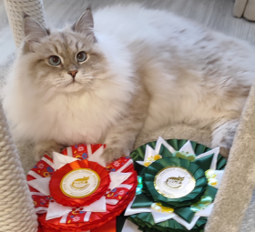 Amur Winter masquerade