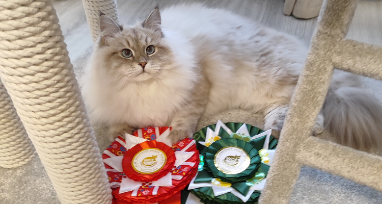 Amur Winter masquerade