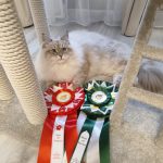 Amur Winter masquerade